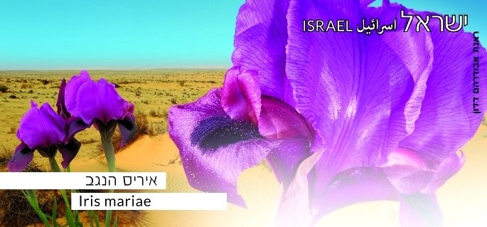 ATM label - Flowers. Iris mariae