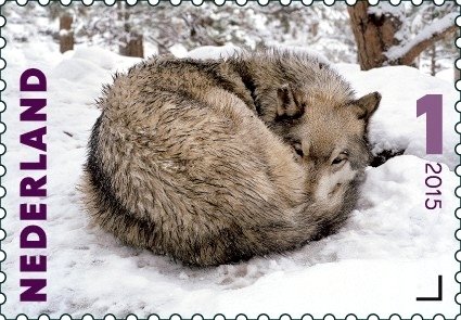 "Taza" (Canis lupus)