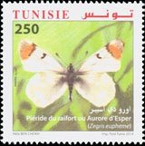 Sooty Orange Tip (Zegris eupheme)