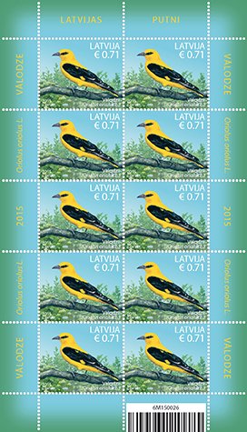 Eurasian Golden Oriole (Oriolus oriolus)