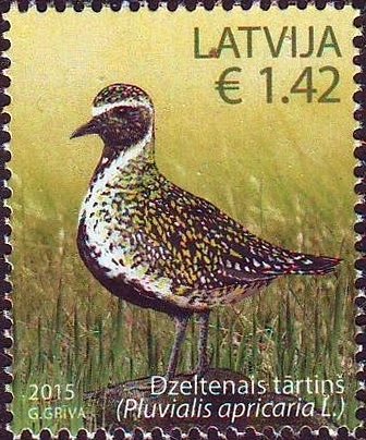 European Golden Plover (Pluvialis apricaria)