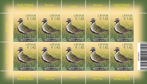 European Golden Plover (Pluvialis apricaria)