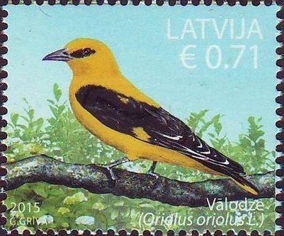 Eurasian Golden Oriole (Oriolus oriolus)
