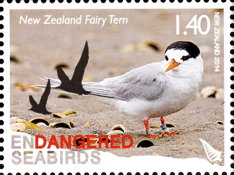 Australian Fairy Tern (Sternula nereis nereis)