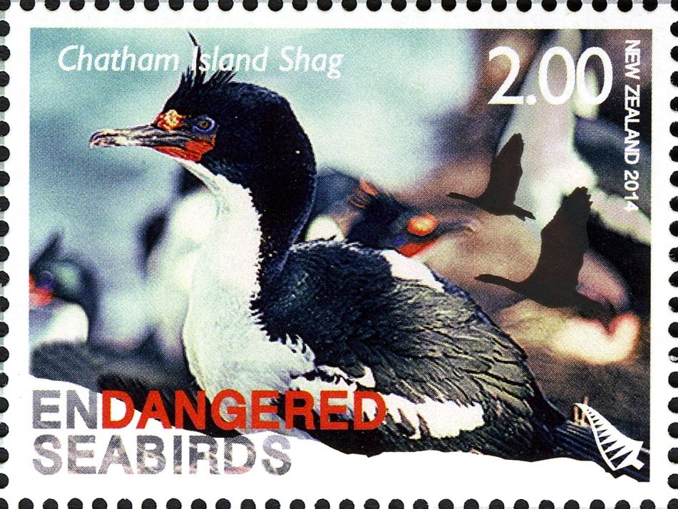 Chatham Island Shag (Phalacrocorax onslowi)