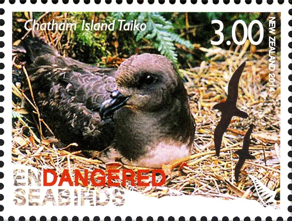 Magenta Petrel (Pterodroma magentae)