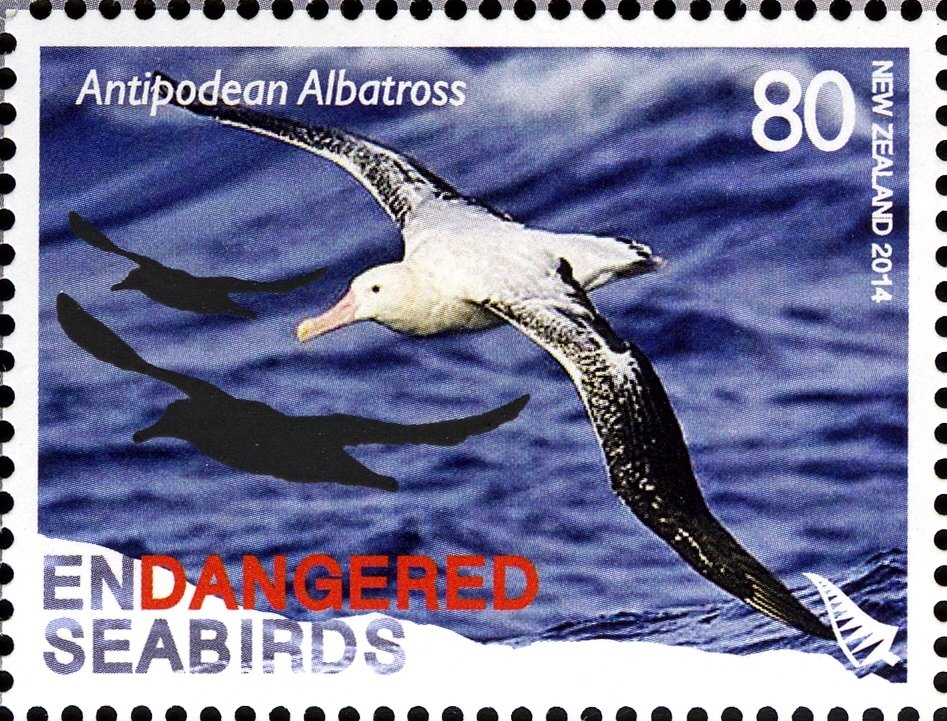 Antipodean Albatros (Diomedea antipodensis)