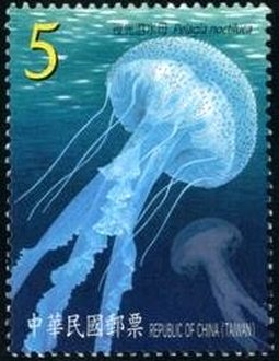 Mauve Stinger (Pelagia noctiluca)