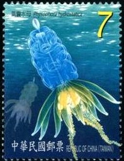 Jellyfish (Physophora hydrostatica)