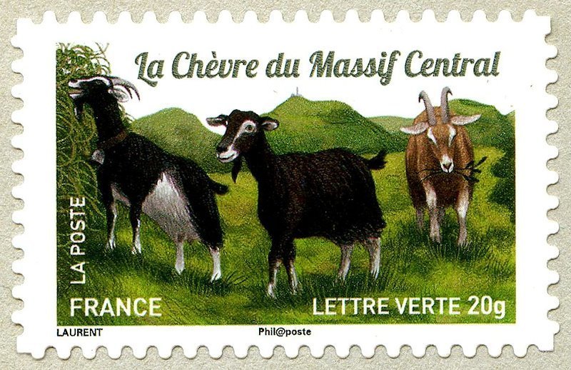 Central Massiv Goat (Capra aegagrus hircus)