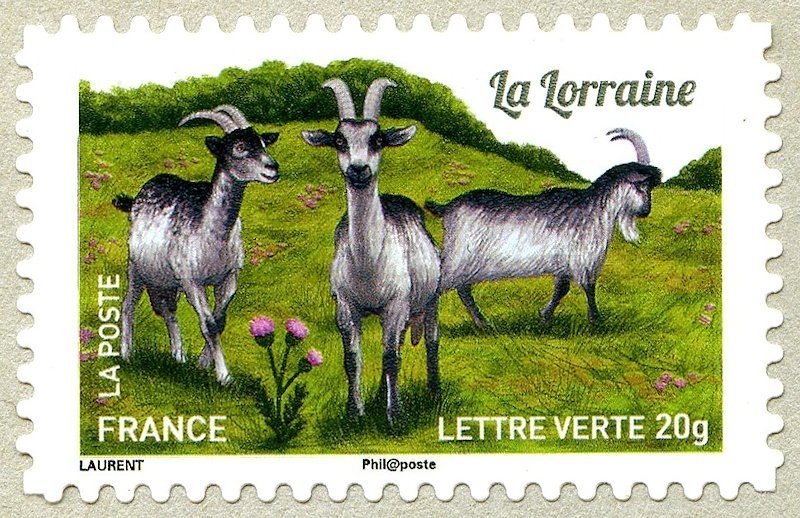 Lorraine Goat (Capra aegagrus hircus)