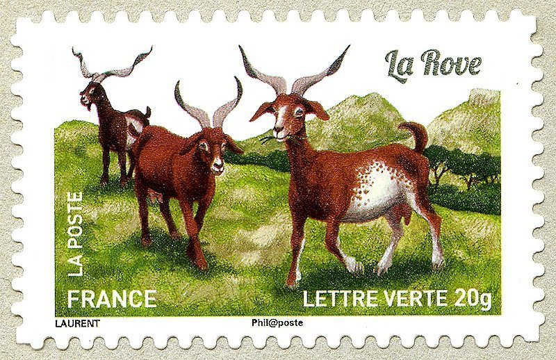 Rove Goat (Capra aegagrus hircus)