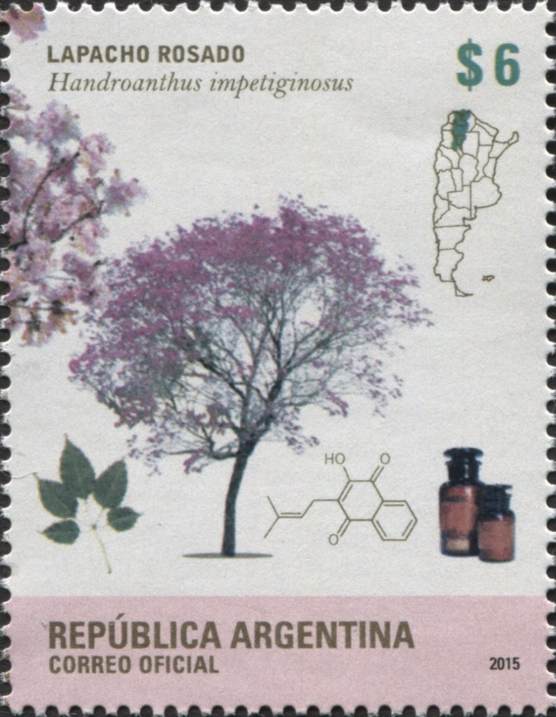 Pink trumpet tree (Handroanthus impetiginosus)