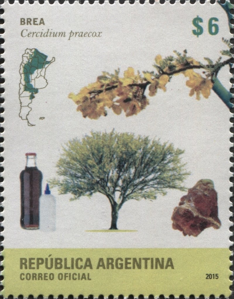 Palo brea (Cercidium praecox)
