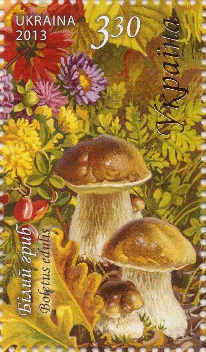 Cep (Boletus edulis)