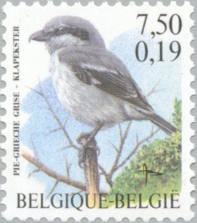 Northern Shrike (Lanius Excubitor)