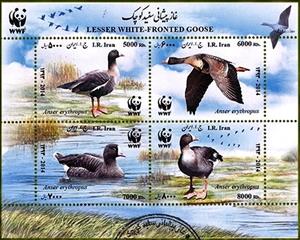 Souvenir Sheet, Lesser White-fronted Goose (Anser erythropus), Iran,  