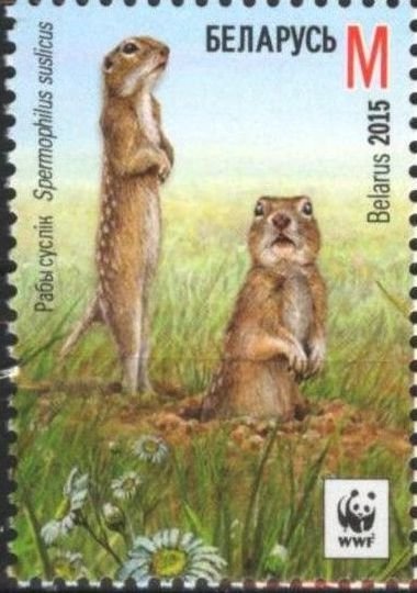Speckled Ground Squirrel (Spermophilus suslicus)