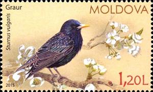 Stamp, Starling (Sturnus vulgaris), Moldova,  , Birds