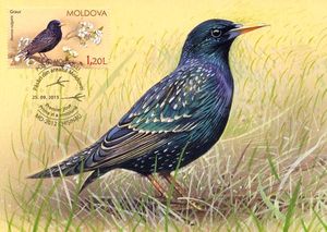 Maxi Cards, Starling (Sturnus vulgaris), Moldova,  , Birds