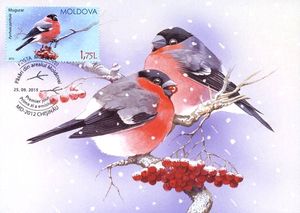 Eurasian Bullfinch (Pyrrhula Pyrrhula)