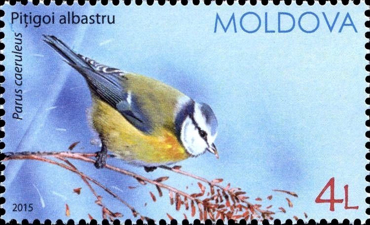 Eurasian Blue Tit (Parus caeruleus)