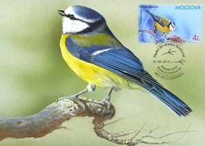 Eurasian Blue Tit (Parus caeruleus)