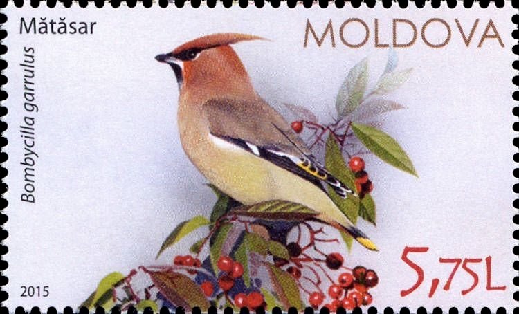 Bohemian Waxwing (Bombycilla Garrulus)