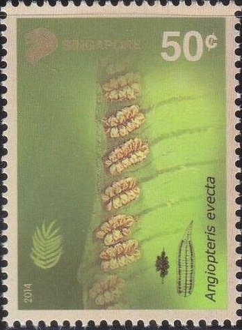 Angiopteris evecta