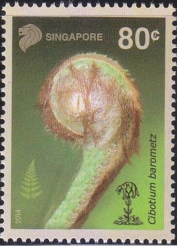Cibotium barometz
