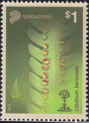 Cibotium barometz