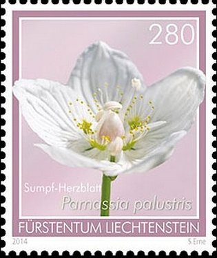 Marsh Grass-of-Parnassus (Parnassia palustris)