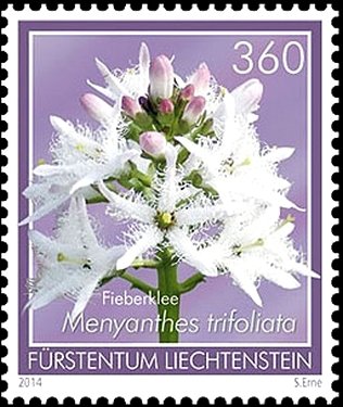 Buckbean (Menyanthes trifoliata)