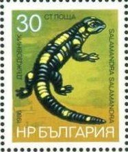 Fire Salamander (Salamandra salamandra)