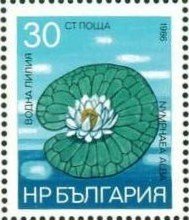 White Water Lily (Nymphaea alba)