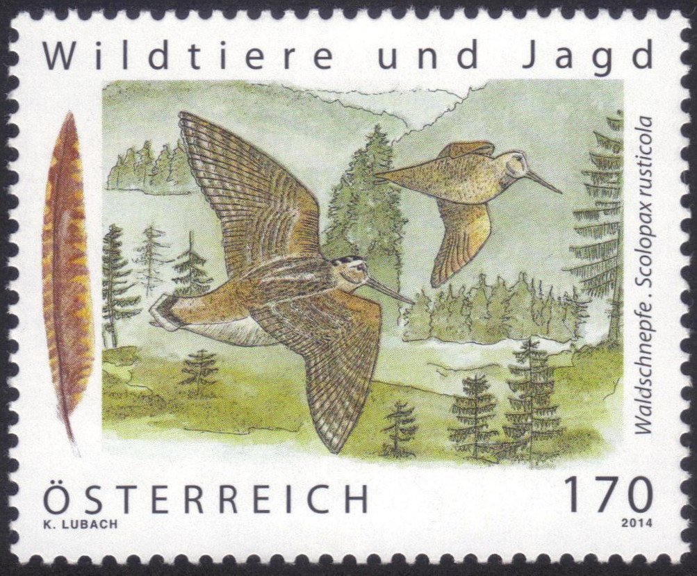 Eurasian Woodcock (Scopolax rusticola)
