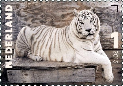 "Zeus" (Panthera tigris)