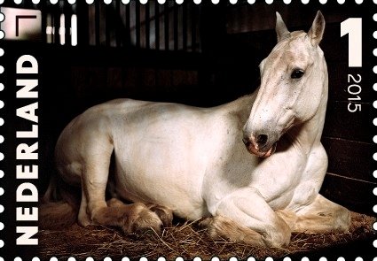 "Ringo" (Equus ferus caballus)
