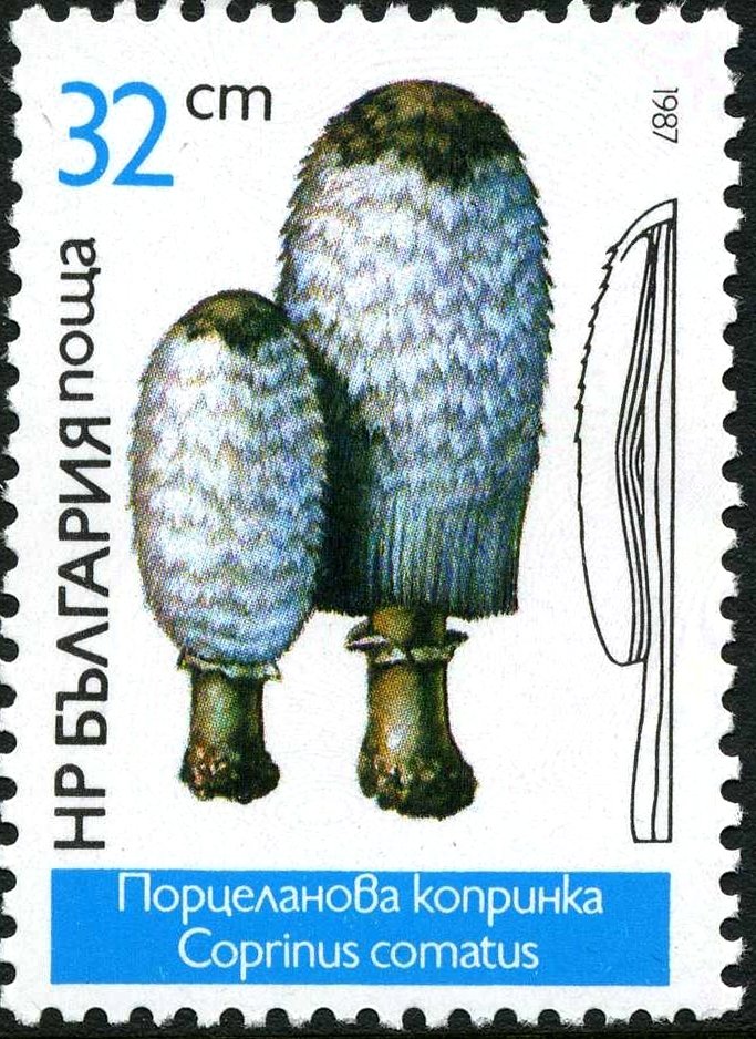 Coprinus comatus