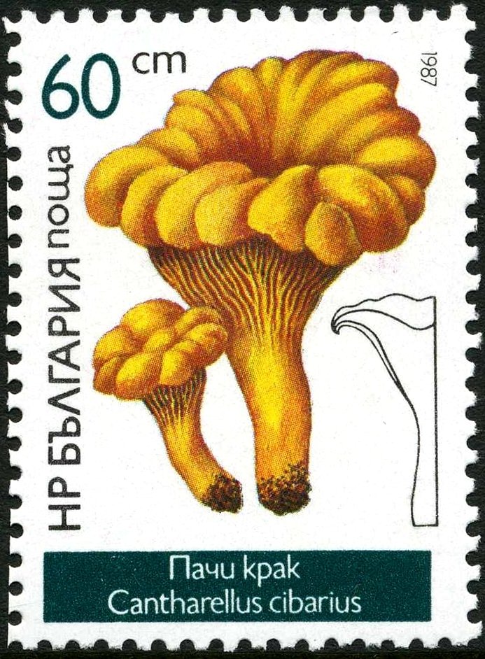 Chanterelle (Cantharellus cibarius)