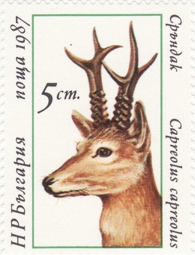 Roebuck (Capreolus capreolus)