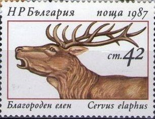 Red Deer (Cervus elaphus)