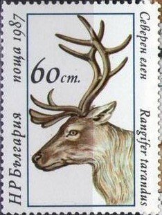 Reindeer (Rangifer tarandus tarandus)