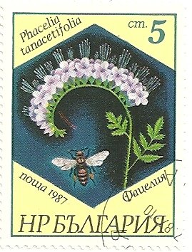 Lacy phacelia (Phacelia tanacetifolia)