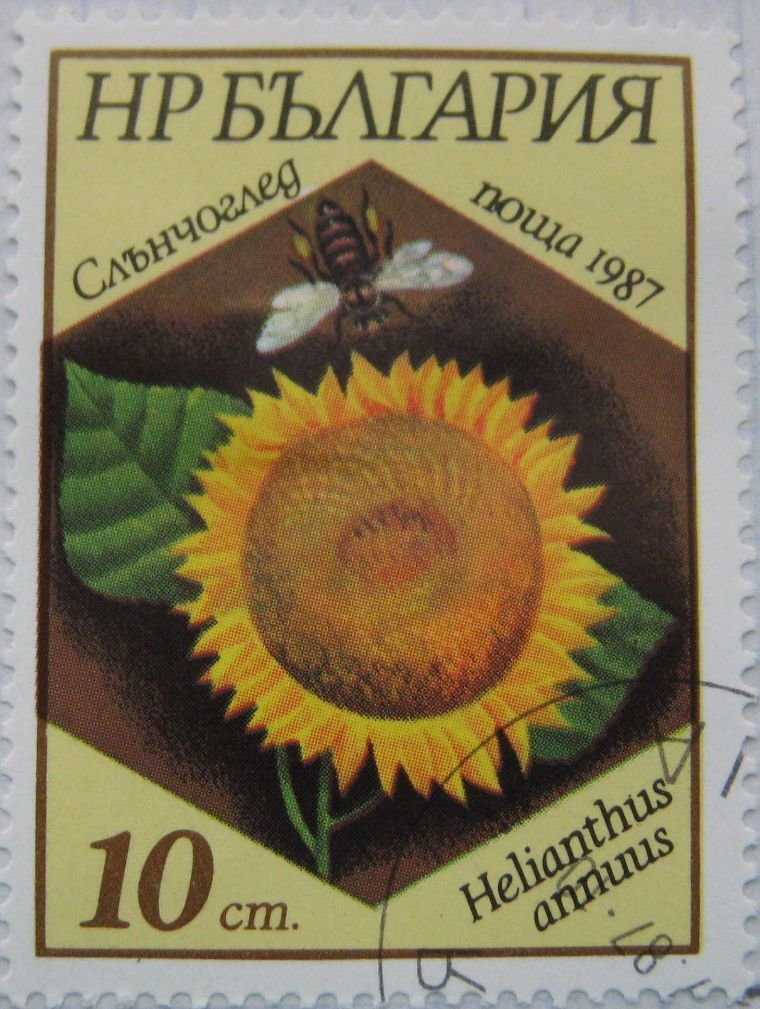 Helianthus annuus