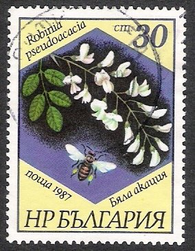 Black locust (Robinia pseudoacacia)