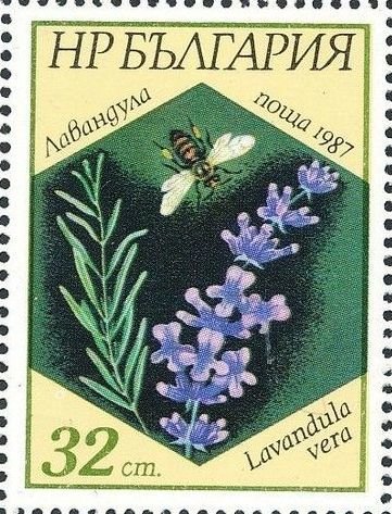 English lavender (Lavandula vera)
