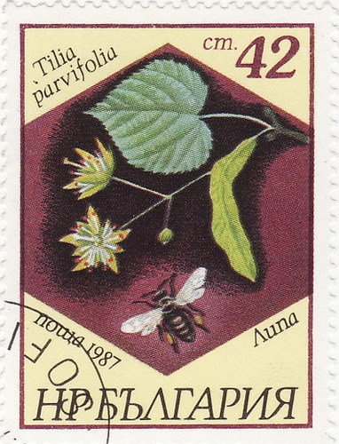 Tilia parvifolia