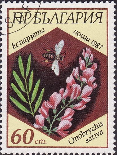Onobrychis sativa