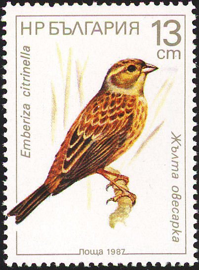 Yellowhammer (Emberiza citrinella)